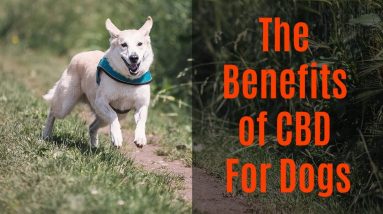 Benefits of CBD Oil for Dogs