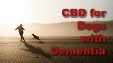 Does CBD Help Dogs with Dementia?