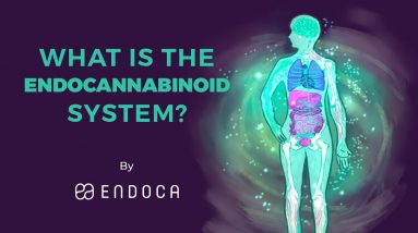 What Is The Endocannabinoid System?