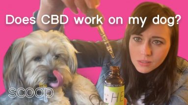 Does CBD Work On My Dog? | The Scoop