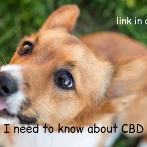 purchase cbd for cats for sale near me