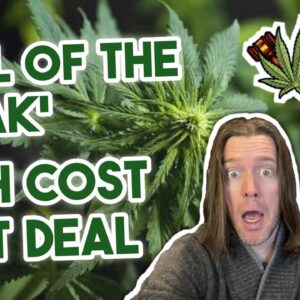 Vetting Potential Cannabis Partners & A High-cost Debt Card | Cannabis Legalization News