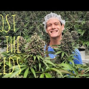 This Cannabis Grow is AMAZING | Sunmed Growers & Sunmed Labs Tour