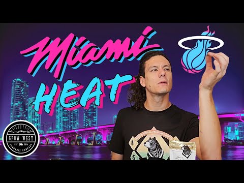 Miami Heat by Growwest Cannabis Co. | Strain Review