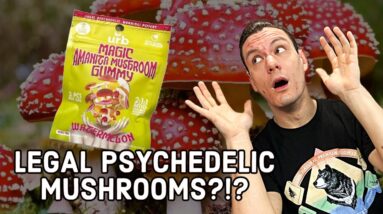 LEGAL Psychedelic Mushrooms?! | Urb Amanita Muscaria Mushroom Gummies Review